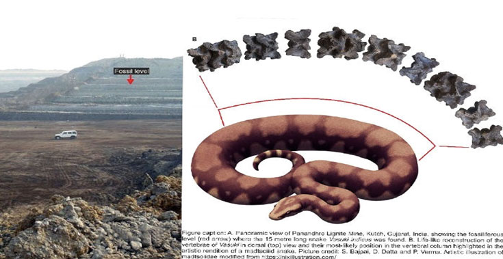 The fossils of Vasuki the giant snake in Matsyavatara and Kurmavatara were found in Gujarat.